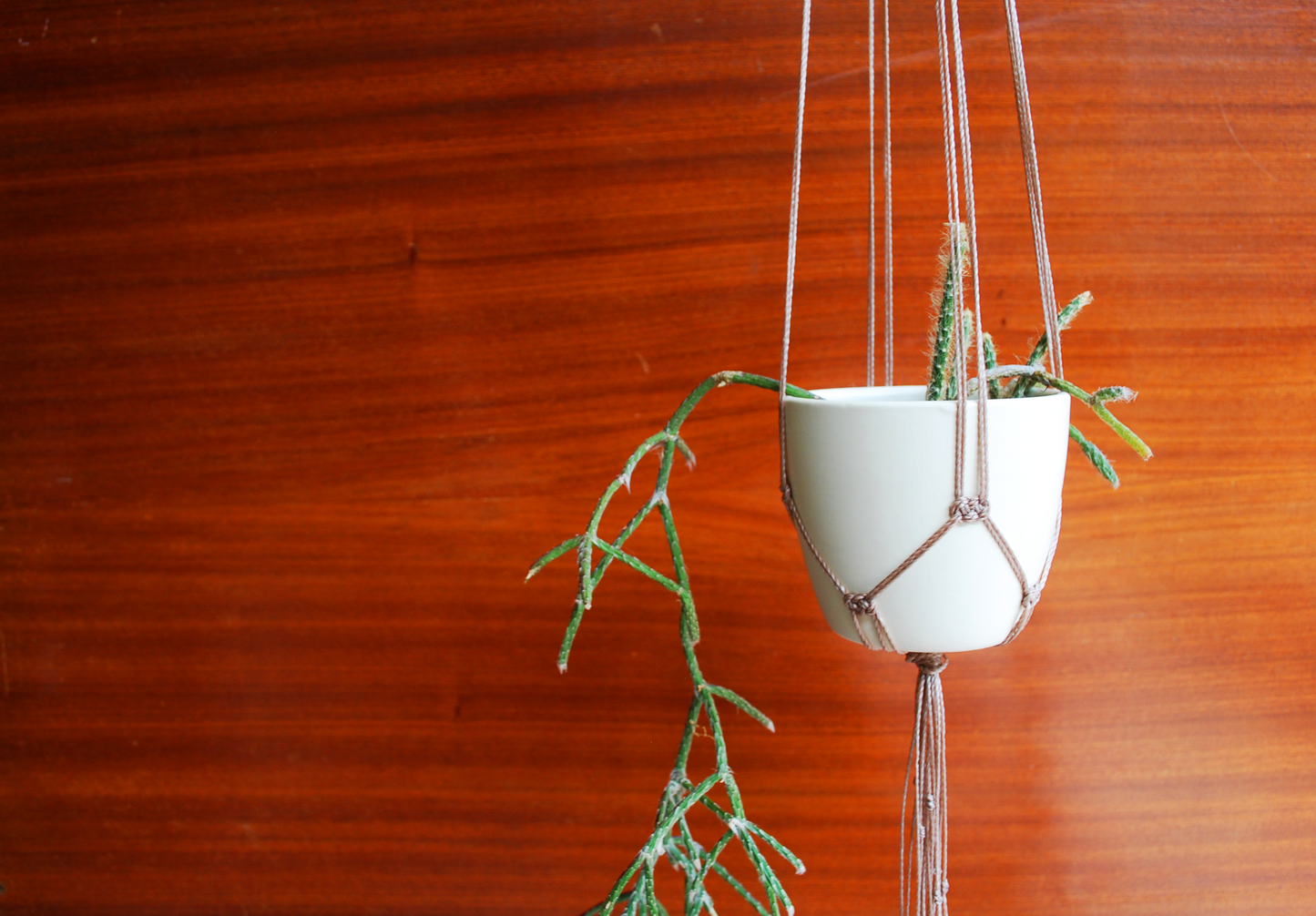 Mini plant hanger - autumn collection (+ colors)